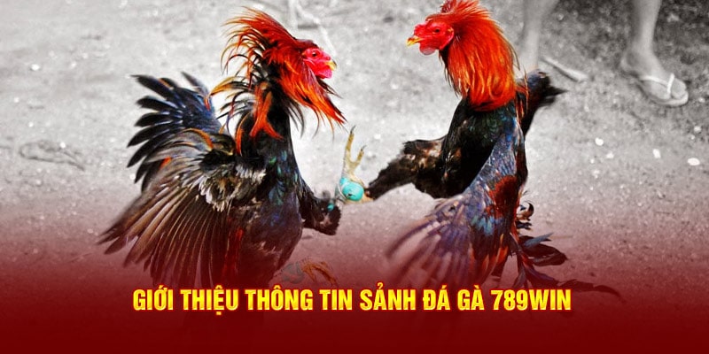 Giới thiệu sảnh đá gà 789Win