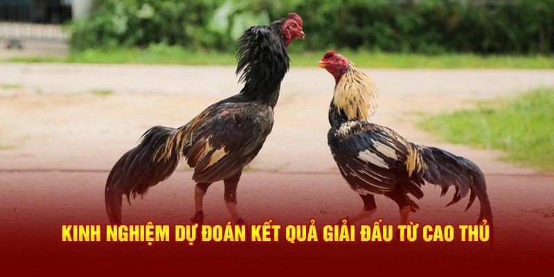 Kinh nghiệm dự đoán kết quả đá gà 789Win